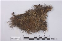 藏品(球粉衣屬)的圖片